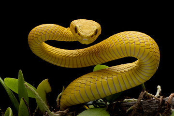 The Yellow White-lipped Pit Viper (Trimeresurus insularis) closeup on branch with black background, Yellow White-lipped Pit Viper closeup