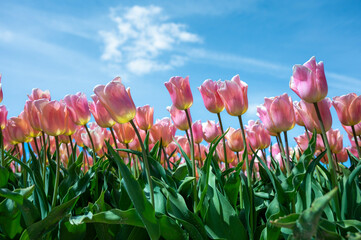 endless tulipfield