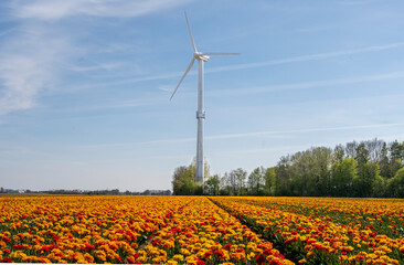 windmill and tulips