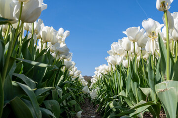 endless tulipfield