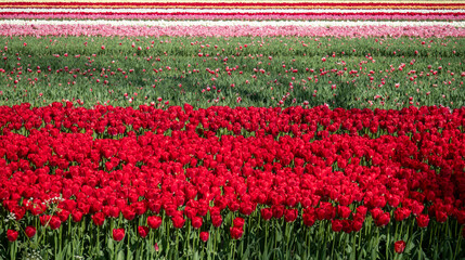 Dutch tulips