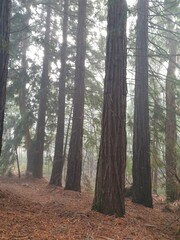 Misty morning amongst the redwoods