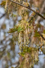 The ash-leaved maple blooms, or American maple (lat. Acer negundo), inflorescences dissolve. Spring.