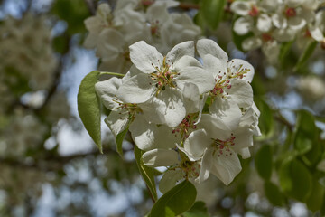 A pear blooms in the garden. Pear flowers close-up on the background of a tree crown. Spring.