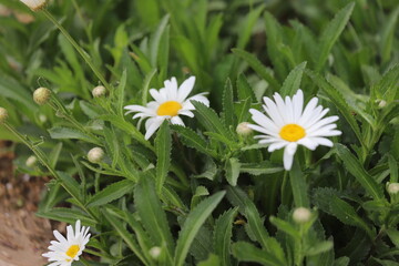 Obraz premium daisy in the grass