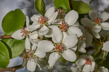 A pear blooms in the garden. Pear flowers close-up on the background of a tree crown. Spring.