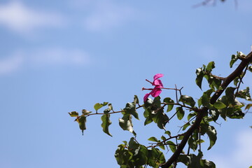 flowers against blue sky