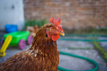 Closeup of a chicken in a garden