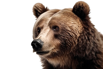 Fototapeta premium Big brown bear portrait cut out