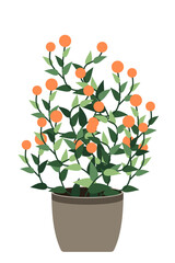 Home plant. Potted plant isolated. Decorative green houseplant in pot. Plant in pot. Vector illustration