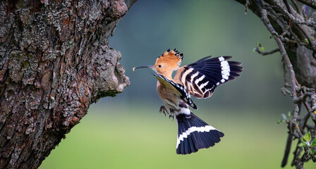 Crested Hoopoe Upupa epops it flies to the nest and carries food for the female for the young. © Jiří Fejkl