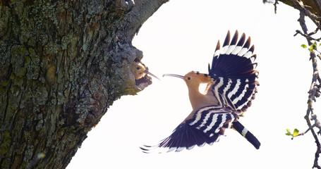 Crested Hoopoe Upupa epops it flies to the nest and carries food for the female for the young. © Jiří Fejkl