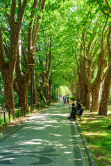 tree lined walkway lane paved with cobble stones
