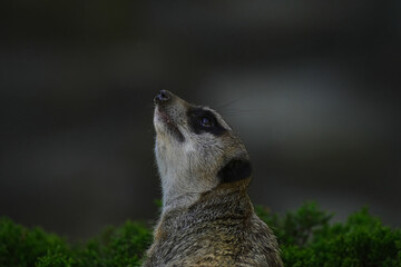 prairie meerkat portrait