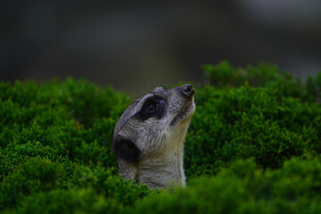 meerkat in the grass