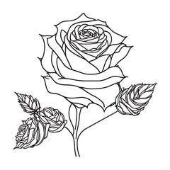 Hand Drawn Rose Black Outline Vector on White Background, Red Rose vector, Rose Flower