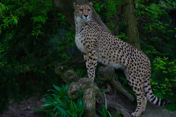 leopard in the bush