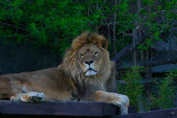 Obraz premium lion in zoo