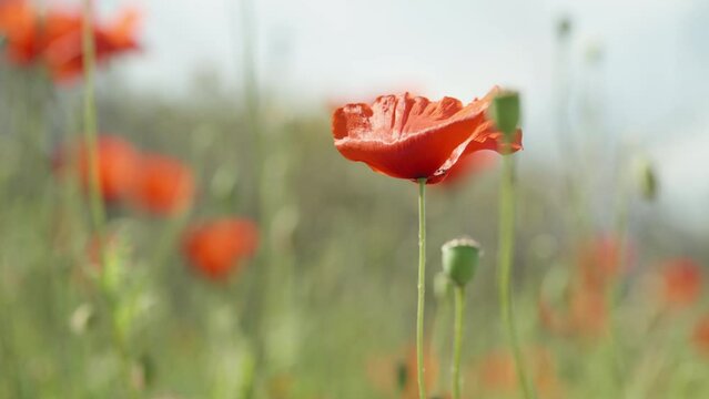 A red flower on a poppy field against the background of the sun and blue sky, close-up.