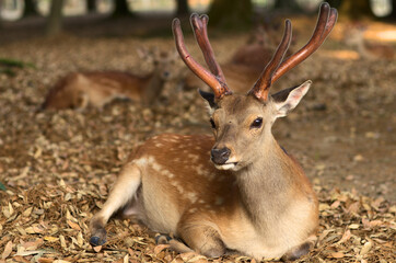 Nara deer in the woods - 600762304