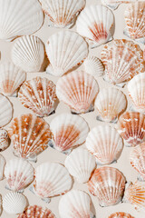 Minimal seashells aesthetic summer background. Seashells backdrop with shadows, bohemian summer poster for cozy home interior