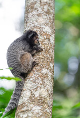 Adorable Small Primate on Tree Trunk Looking Longingly at Forest