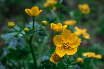Wild flowers in rainy day. Marsh marigold blooming with green leaves in spring in Switzerland.