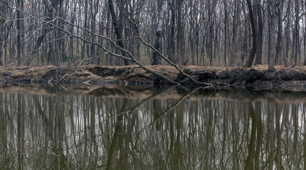 Reflection in the river of trees without foliage. River bank with bare trees on it in spring. Spring forest without foliage on the river bank.