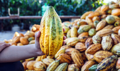 Ripe Cacao pods in farmer's hand cocoa fruit organic chocolate farm, cocoa pods background