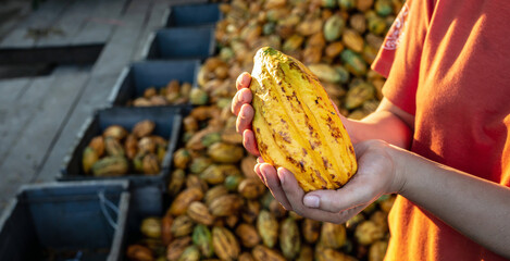 Yellow ripe Cacao pods in farmer's hand cocoa fruit organic chocolate farm, cocoa pods background