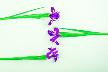 Three purple irises on light green background. Minimal composition. Top view, flat lay