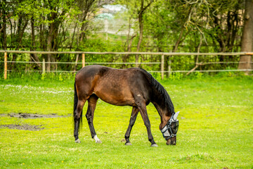 cheval, zwierzak, gras, cheval, hayfield, farma,  © Krzysztof  Jaworski