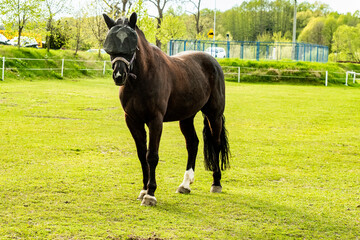 cheval, zwierzak, gras, cheval, hayfield, farma,  © Krzysztof  Jaworski