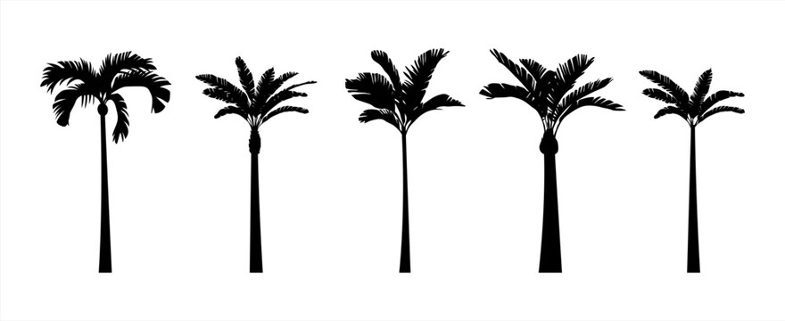 Black palm trees set isolated on white background. Palm silhouettes. Design of palm trees for posters, banners and promotional items. Vector illustration 10 eps.