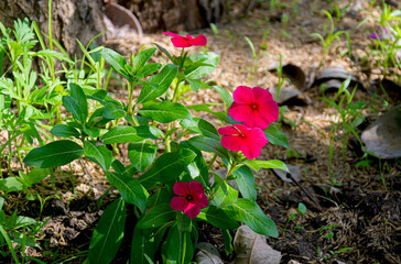 Beautiful flowers with five red petals called Vicaria flowers.	