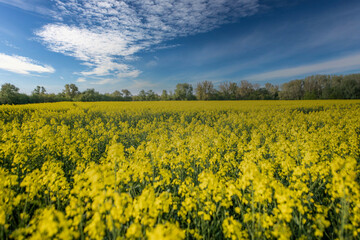 Fototapeta premium pola, niebo, zółty, krajobraz, charakter, rolnictwa, kwiat, blękit, gwałt, lato, jary, farma, olej rzepakowy, hayfield, obszarów wiejskich, roślin, countryside, chmura, chmura, kwiat, nafta, nasienie,