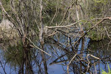 bushes in water