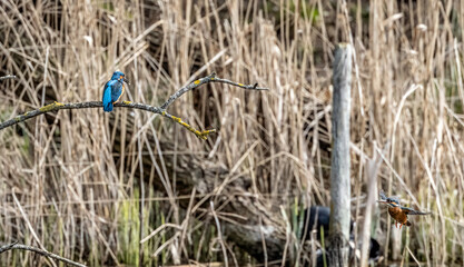 kingfisher_004