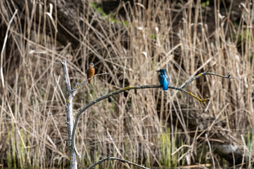 kingfisher_005