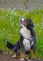 Bernese Mountain Dog sitting, looking up, white spring flowers in the background 