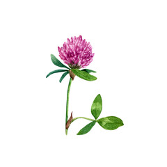 Red clover plant hand drawn wtercolor illustration isolated on white