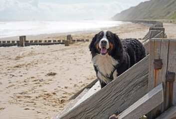 Large dog standing on the wooden sea defenses on the beach in Norfolk 
