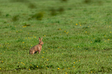 Hase am Morgen in der Wiese