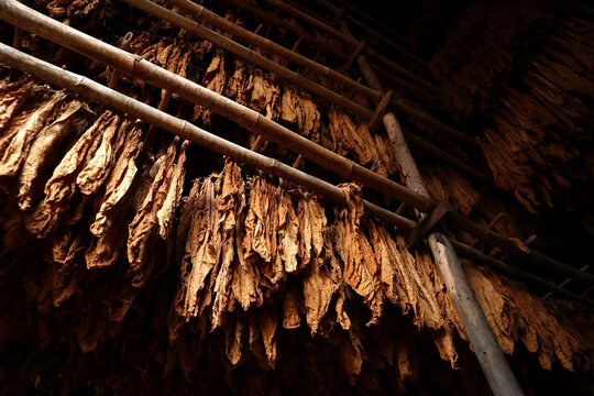 Tobacco leaves drying in the shed and quality control of Curing Burley tobacco leaf hanging in barn. Agriculture.tobacco farming, harvest