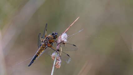 Libelle, Vierfleck