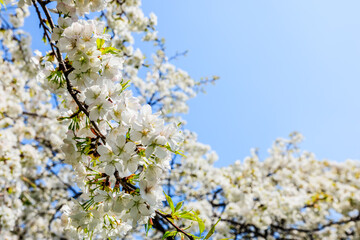 White cherry blossoms bloom in the spring season