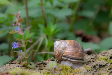 Weinbergschnecke
