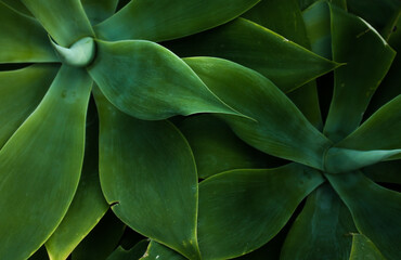 green leaves background