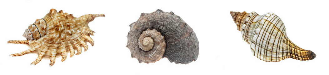 ears isolated on white © Krzysztof Bubel