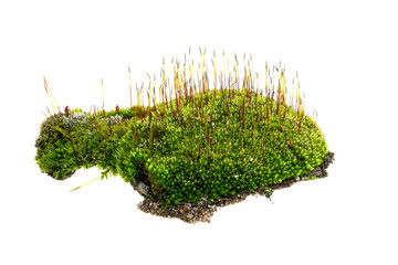 moss on a transparent isolated background. PNG